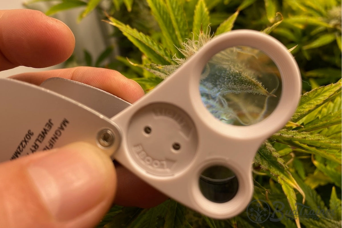 A hand holding a folding jeweler's loupe up to a flowering cannabis bud to look at its trichomes.