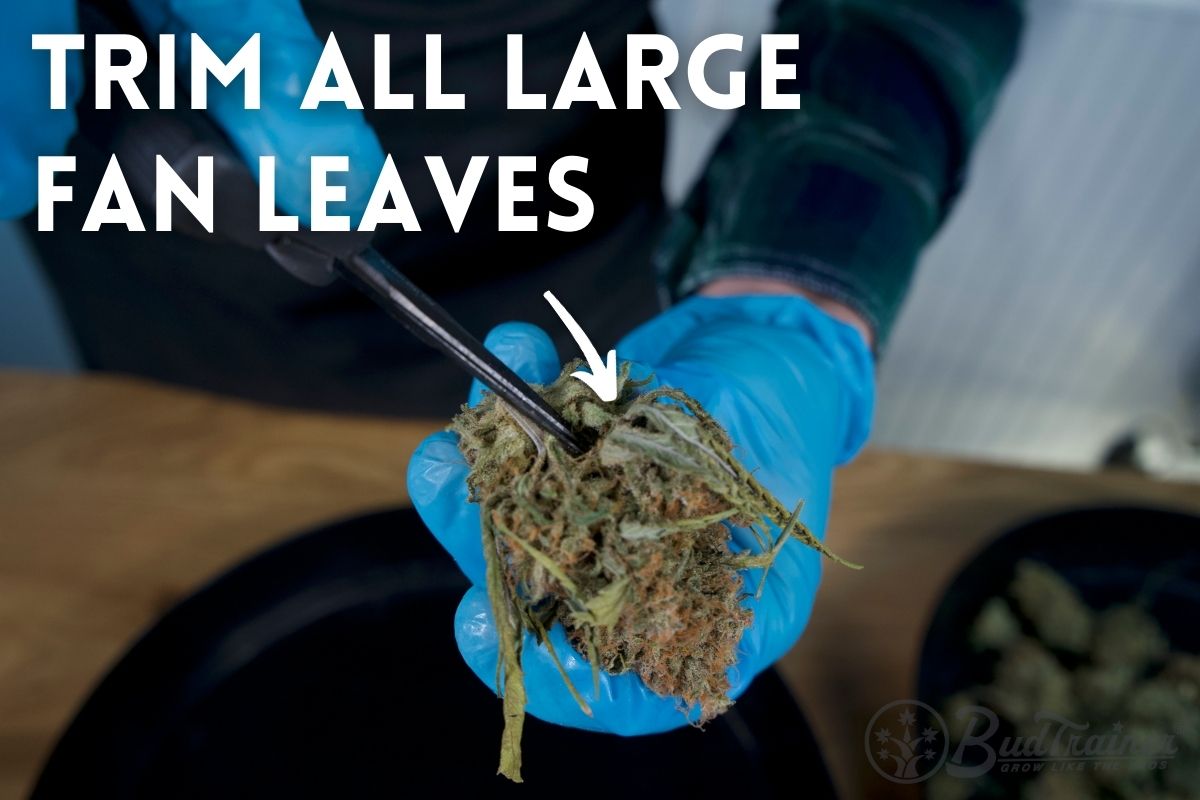 Step 3 of trimming cannabis - trimming fan leaves off the marijuana buds with spring-action scissors.