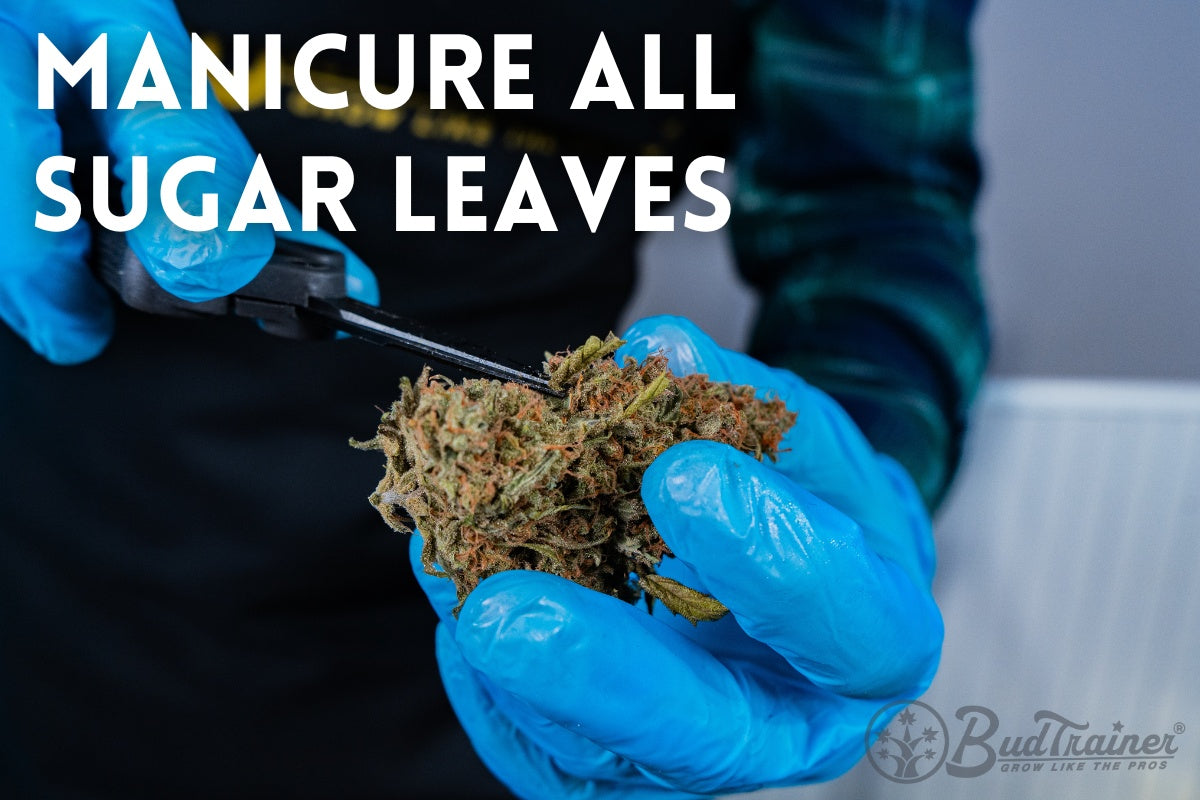 Step 4 of trimming cannabis - manicuring sugar leaves off the dried bud with curved trimming scissors.