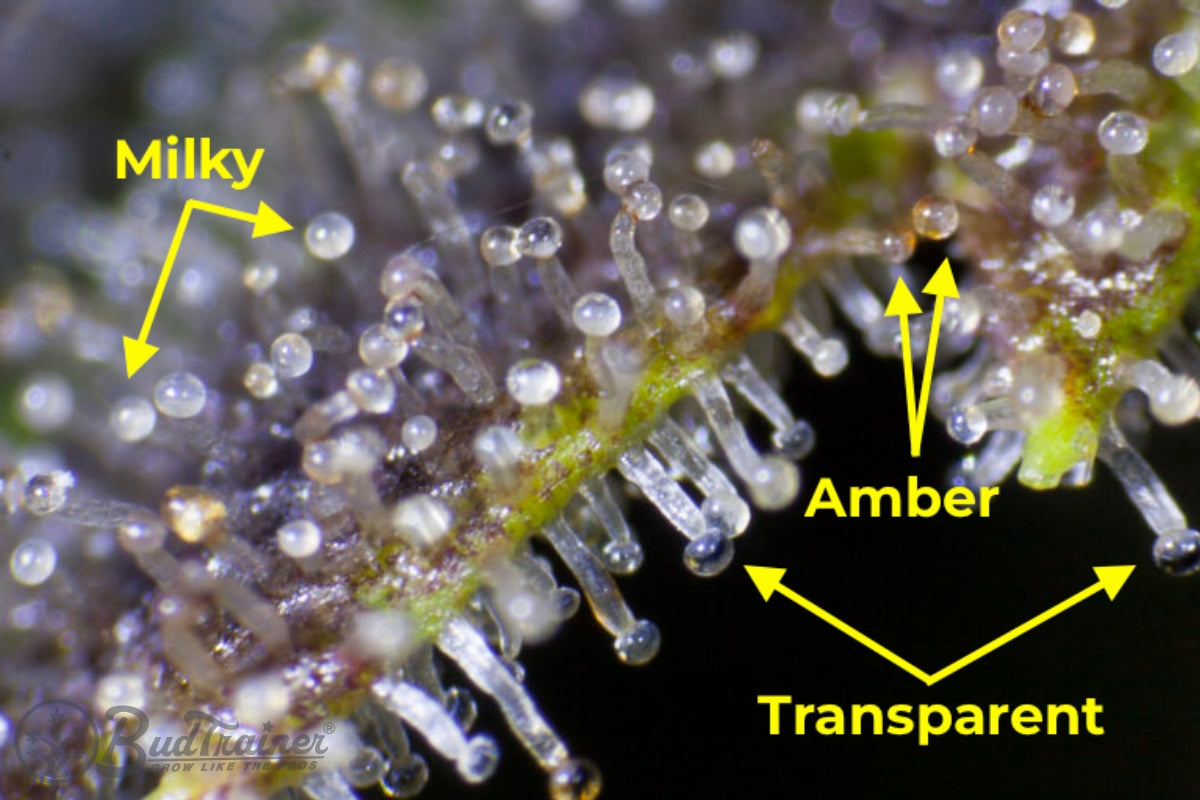Macro of cannabis trichomes on a bud with arrows marking three kinds of head on the same flower: milky white heads, amber heads and transparent clear heads.