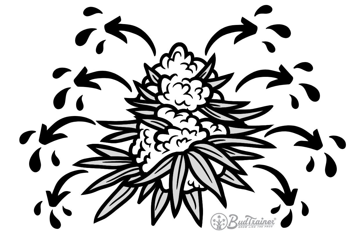 Diagram showing water and moisture coming out of a cannabis flower during drying, illustrating why dry trim preserves moisture longer than wet trim.