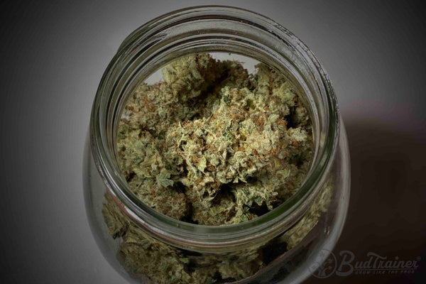 Cured cannabis buds inside a sealed mason jar, the storage stage where flower sealed too wet allows arrested mold growth to resume.