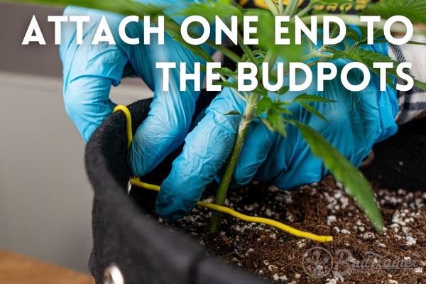 Attaching garden wire to the fabric pot grommet as the first anchor point for low-stress training a young cannabis plant.