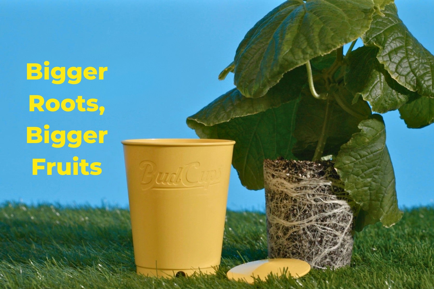 BudCups Nursery Pots Black / 5-Pack