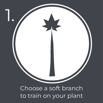 Step 1: diagram of a plant and text saying 'choose a soft branch to train your plant with the budclips'