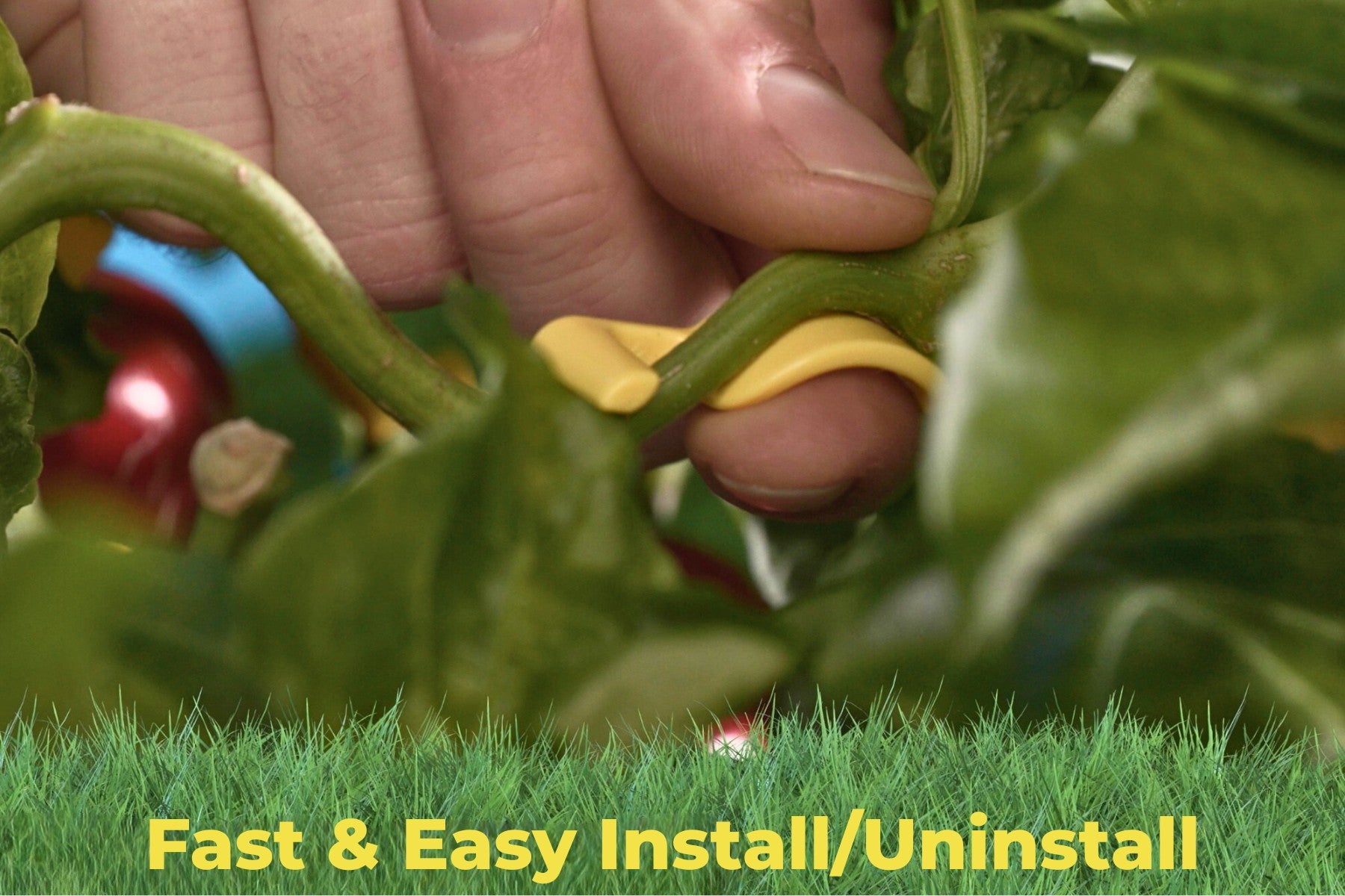 Close-up of gardener's hand installing BudClip on plant branch for quick and easy plant training.