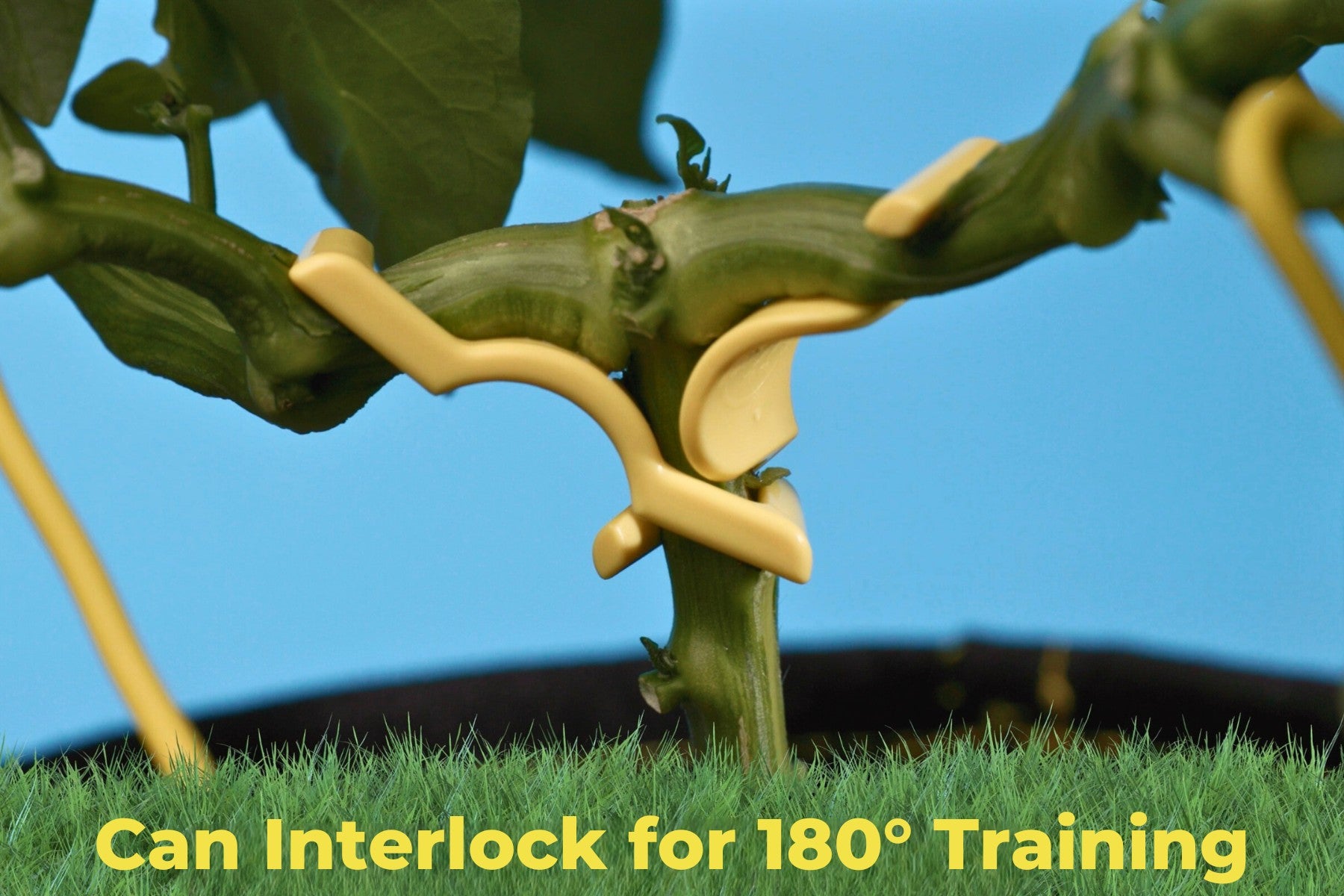 Close-up of plant stem being trained with interlocked BudClips for 180-degree horizontal plant training.