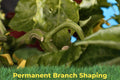 A branch that has set in the shape a BudClip held it in, with the clip still in place below.