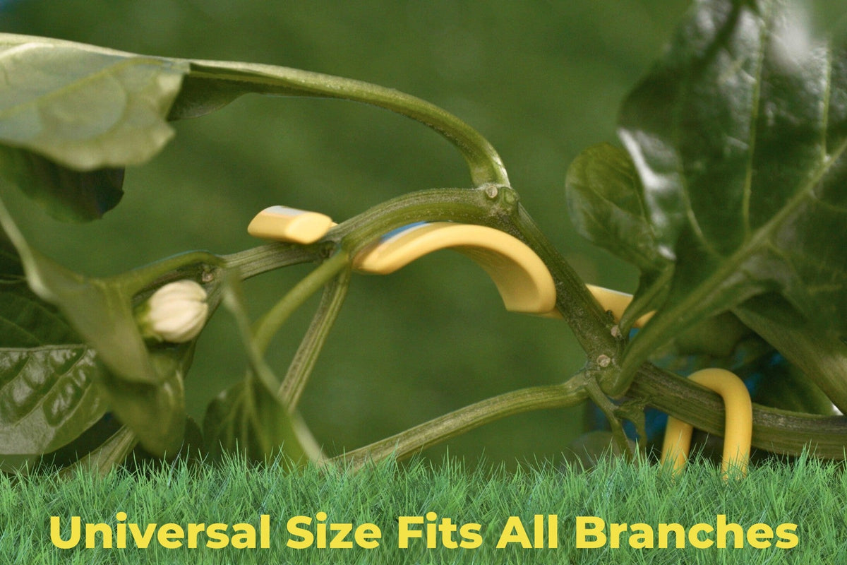 Yellow BudClips holding three branches of different thicknesses on the same plant.