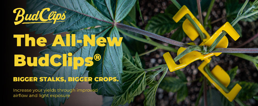 Yellow BudClips on a plant with promotional text about improved airflow and light exposure.