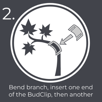 Step 2: llustration of a branch with a budclip and text instructions to insert one end of the BudClip, then another