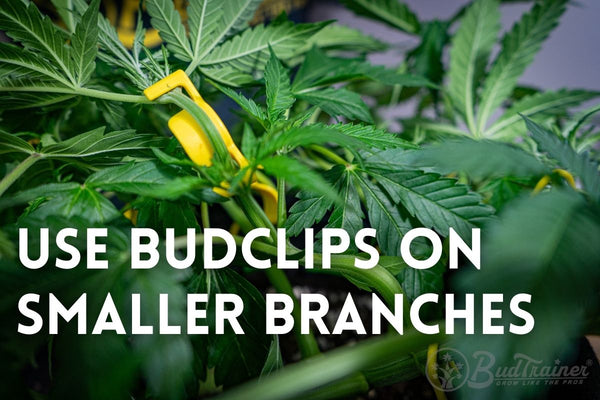 LST clip clamped onto a small cannabis branch near the top of the plant, holding it bent outward during Stage 2 branch training.