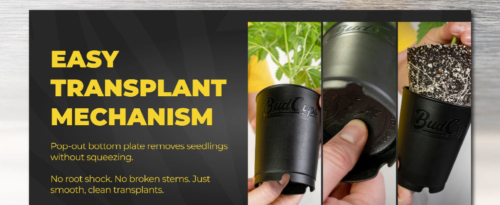 BudCups transplant cups step by step with text on an advertisement