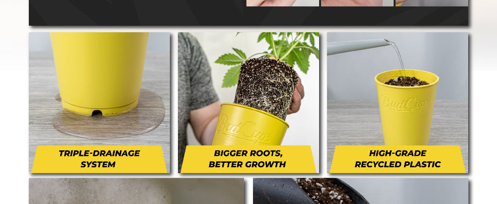 Yellow BudCups with features highlighted on a gray background