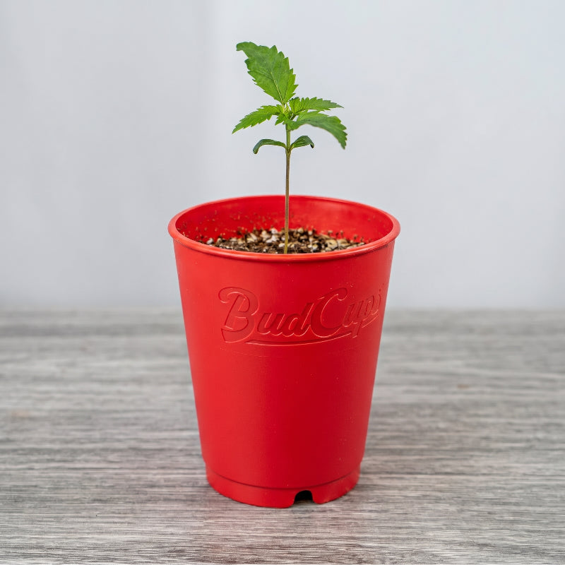 BudTrainer BudCups reusable red seed starter cup with young cannabis seedling and soil.