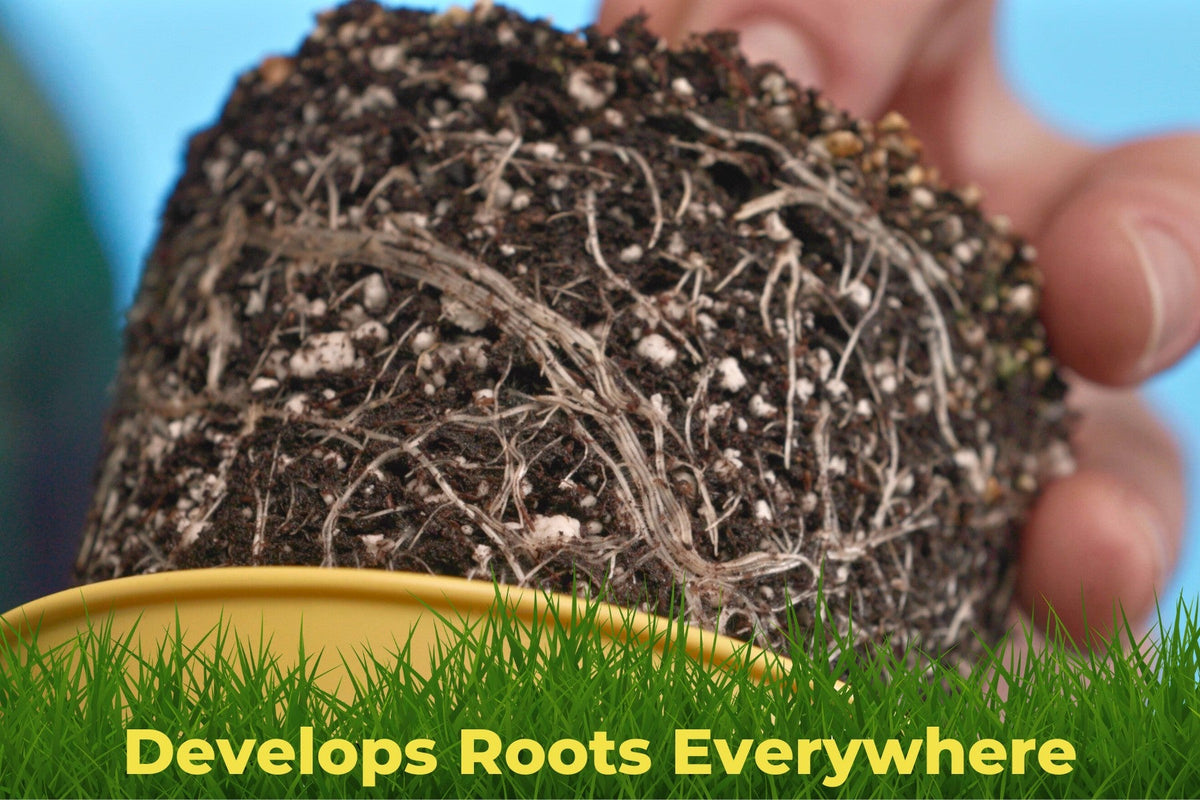 A finished root ball out of the cup, white roots showing at every edge, held over the empty cup.
