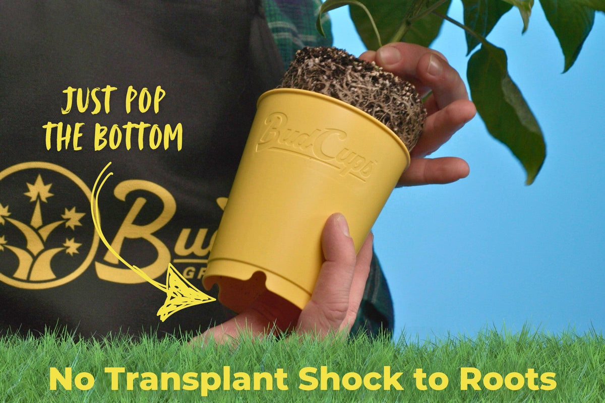 A cup held upright with the root ball lifted clear of the rim by pushing the bottom plate up from below.