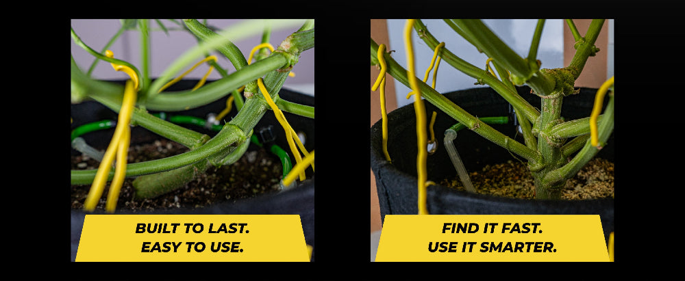 Two images of plants with yellow labels on a black background