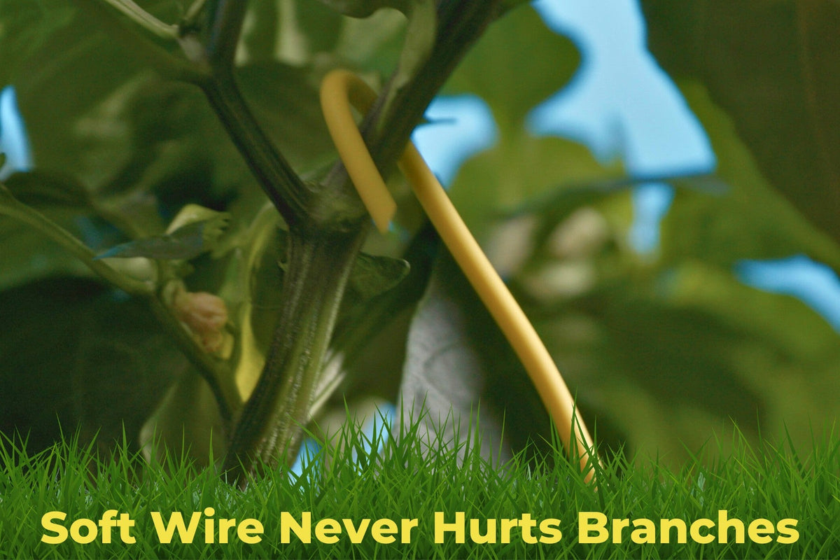 Yellow BudHuggers wire bent around a branch, holding it out without pinching the stem.