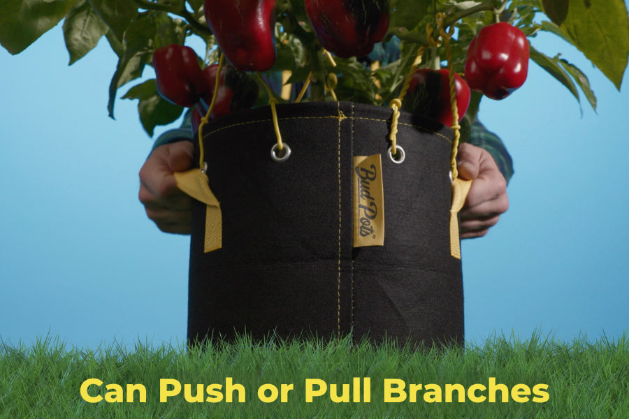 BudHuggers training wire pushing and pulling pepper plant branches in BudPots fabric pot.