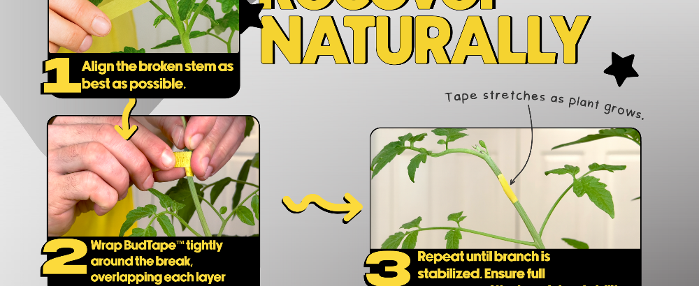 Instructions for recovering a broken plant stem using BudTape, with step-by-step guidance on a gray background