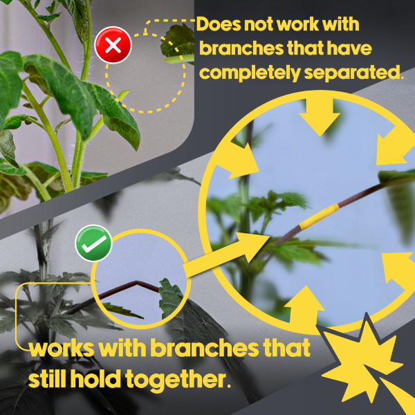 Diagram showing how a the BudTape system works with branches that broken but are still connected.