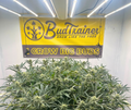 Mature cannabis plant with 'BudTrainer I Grow Big Buds' banner in the background