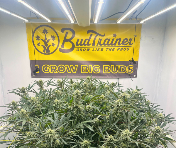 Mature cannabis plant with 'BudTrainer I Grow Big Buds' banner in the background