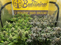 Indoor cannabis garden with mature flowering plants under a BudTrainer banner inside a grow tent.