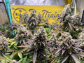 Dense cannabis buds growing indoors with BudTrainer banner in the background.