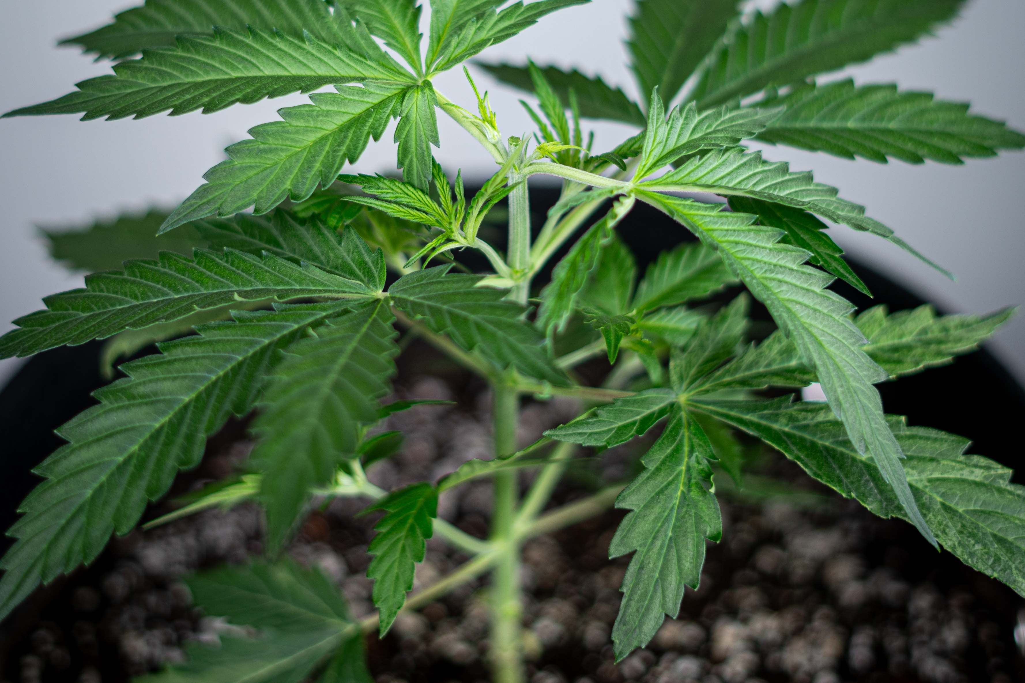 A cannabis plant immediately after topping, showing the cut main stem that will split into two even main colas, the first step in building a multi-cola frame.
