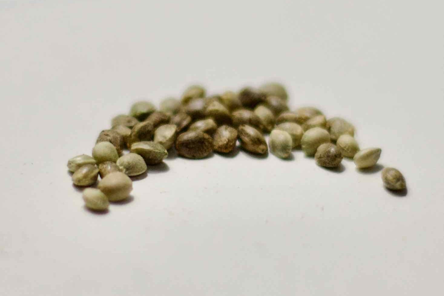 Mature cannabis seeds on a white surface, showing the dark, tiger-striped, healthy seeds you want to start a first grow from.