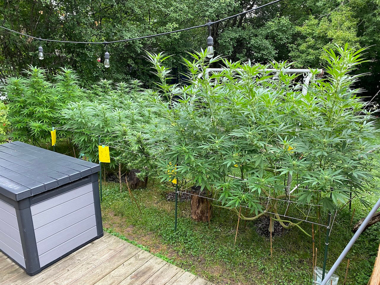 Outdoor cannabis plants growing in a backyard garden with support cages, the low-cost high-yield route for growers in a suitable climate and season.
