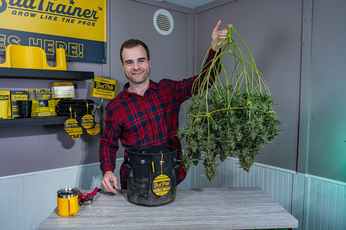 A grower holding up a large harvested autoflower cannabis plant beside black fabric BudPots, proof that autoflowers can produce serious yields when grown well.