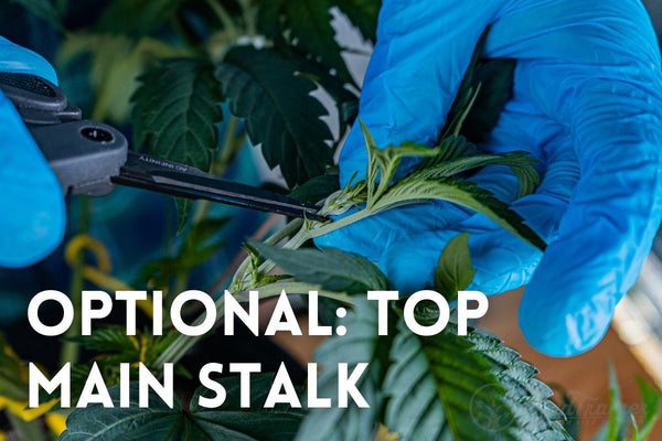Topping the main stalk of a cannabis plant as an optional step during Stage 2 LST to prevent vertical regrowth and boost branch development.