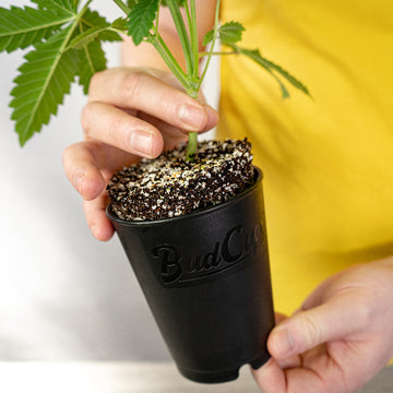 Person holding a small potted plant with 'BudCups' branding against a white background
