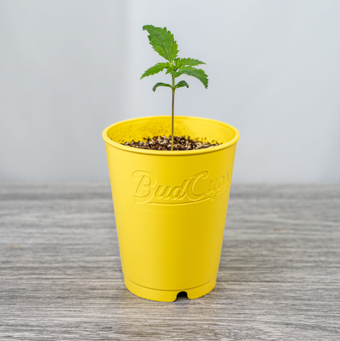 BudTrainer BudCups reusable yellow seed starter cup with young cannabis seedling and soil.