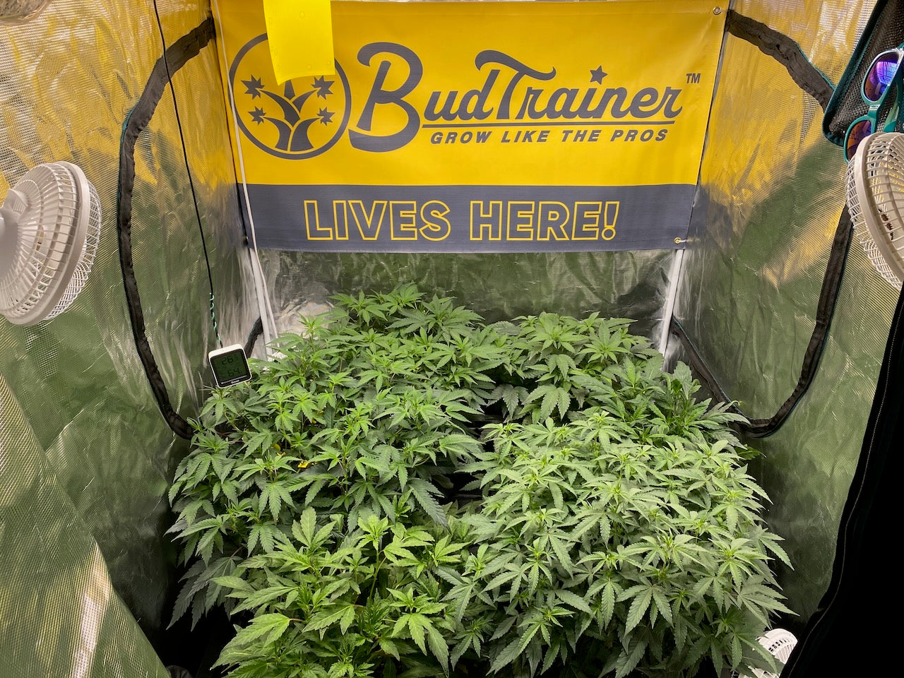 Healthy indoor cannabis plants growing under a light inside a grow tent setup, the controlled environment that makes indoor growing more consistent for beginners.